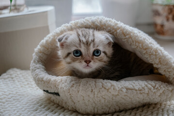 Pretty scottish fold kitten with blue eyes sitting in a fur hat