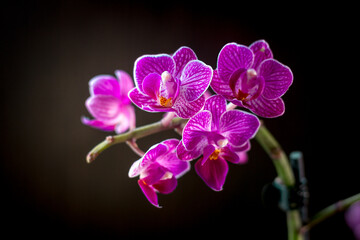 Fototapeta na wymiar Beautiful phalaenopsis orchid on a black background