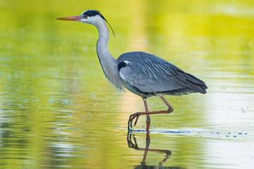 The great blue heron (Ardea herodias) is a large wading bird in the heron family Ardeidae, common near the shores of open water and in wetlands.