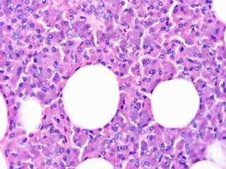 Histology of human tissue, show  epithelial tissue and connective tissue with microscope view  from the laboratory (not Illustration Designation)
