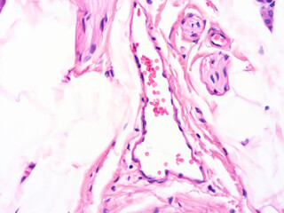 Histology of human tissue, show  epithelial tissue and connective tissue with microscope view  from the laboratory (not Illustration Designation)