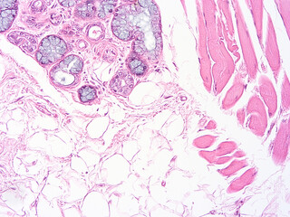 Fototapeta na wymiar Histology of human tissue, show epithelial tissue and connective tissue with microscope view from the laboratory (not Illustration Designation)