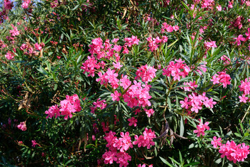 Oleander flower and sky background. red tree blossom and sky