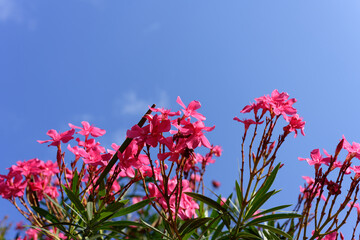 Oleander flower and sky background. red tree blossom and sky