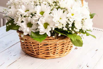 Wicker basket of white chamomile chrysanthemums on wooden background. Gift flowers basket for the holiday