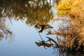 african darter and water reflection in the late afternoon