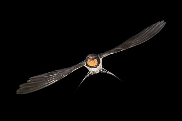 Barn swallow flying on black background