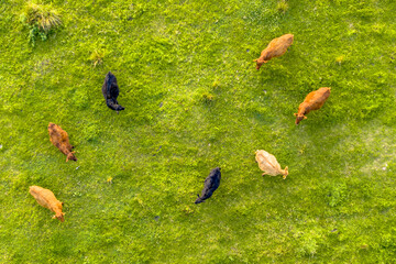 Cattle seen from above