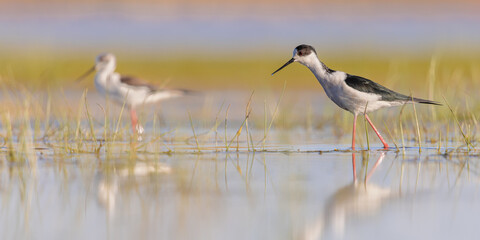 Black Winged Stilt against vivid background