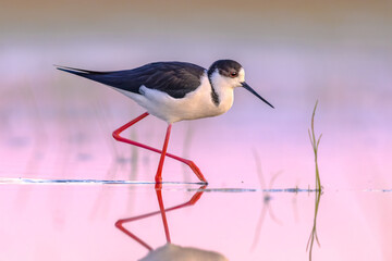 Black Winged Stilt against vivid background