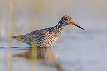 Common Redshank in Wetland during migration
