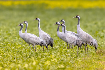 Common crane group feeding in agricultural field