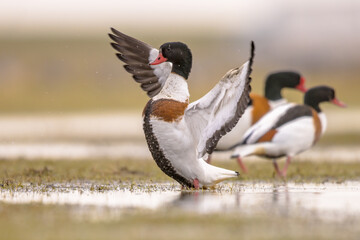 Common Shelduck spreading wings for display