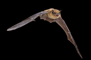 Flying Pipistrelle bat isolated on black background