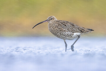 Eurasian Curlew wading in wetland in rainstorm