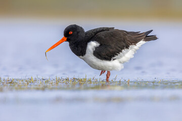 Eurasian Oystercatcher wading in wetland - Powered by Adobe