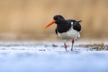 Eurasian Oystercatcher wading in wetland