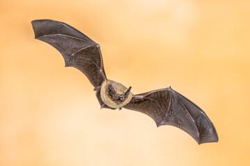 Flying Pipistrelle bat on bright brown background