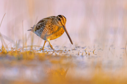 Common snipe in Wetland bright background