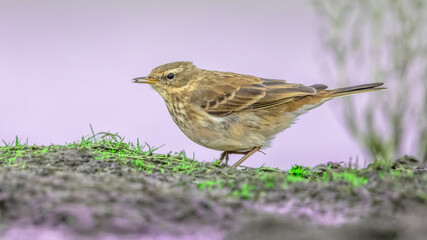 Water Pipit resting in wetland habitat during migration