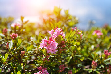 Blooming Alpine Rose (Rhododendron ferrugineum) in the sunlight.Tyrol, Austria. Europe