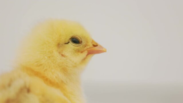 portrait of one little chick standing on a white background