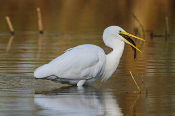 The great egret (Ardea alba), also known as the common egret, large egret, or (in the Old World) great white egret or great white heron is a large, widely distributed egret.