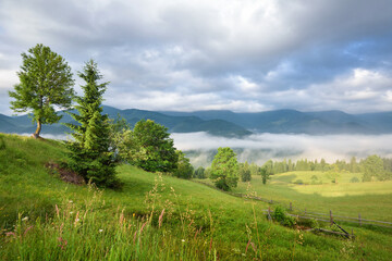 Splendid mountain valley is covered with fog and green alpine meadows. Foggy landscape. Location place Carpathian mountains, Ukraine, Europe.