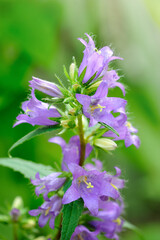 Violet flowers of nettle-leaved bellflower (Campanula trachelium) close up
