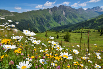 Beautiful flowering alpine meadows in the background mountains and sky with clouds - 528465838