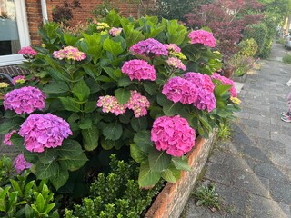 Beautiful hortensia plants with colorful flowers growing outdoors