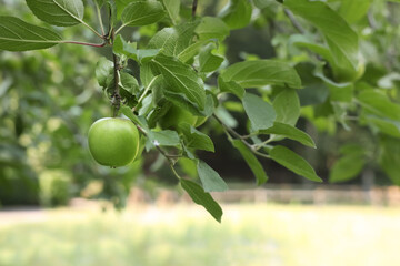 Branches of apple tree with fruits outdoors