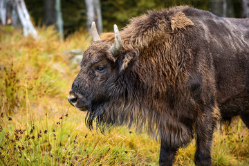 European Bison in the autumn forest. Wisent. © nmelnychuk