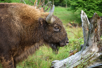 European Bison in the forest. Wisent. Bison bonasus. © nmelnychuk