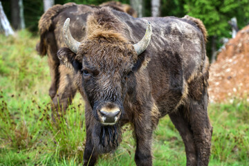 European Bison in the forest. Wisent. Bison bonasus. © nmelnychuk