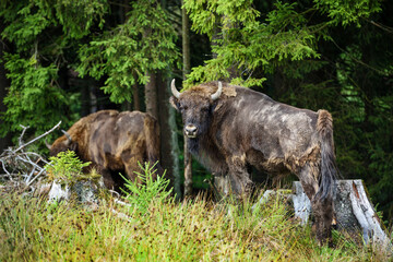 European Bison in the forest. Wisent. Bison bonasus.