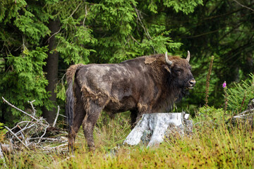 European Bison in the forest. Wisent. Bison bonasus. © nmelnychuk