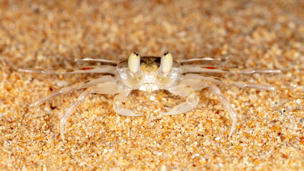 small crab on the beach, night shooting by the ocean