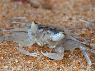 small crab on the beach, night shooting by the ocean