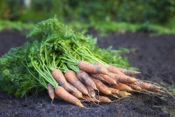 Fresh carrots. Harvest fresh organic carrots on the ground.