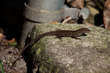 Brown Anole looking at the camera resting on concrete with algae near metal fence post