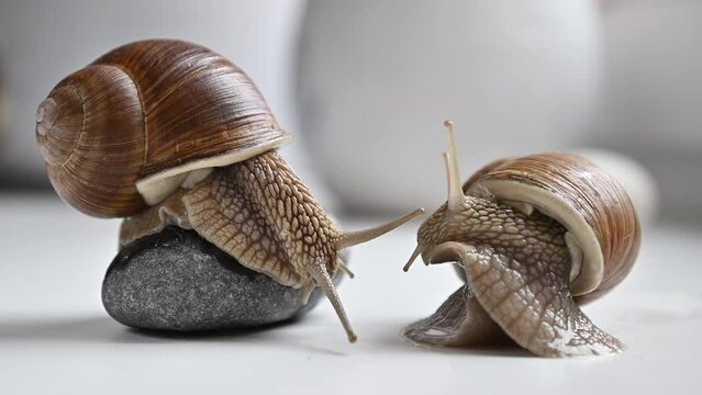 Two grape snails without words communication