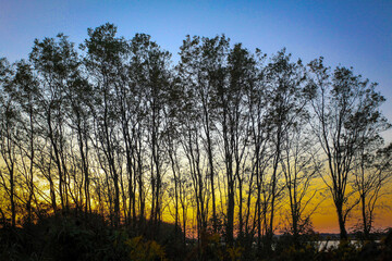 sunset in the forest