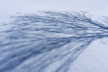 Shadow of A Tree on Snow