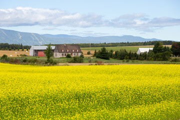 French-style patrimonial stone house and large barn with yellow blooming canola flowers in field...