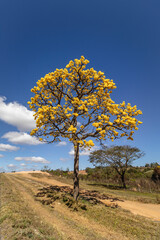 Yellow ipe tree in the city of Sao Tome das Letras, State of Minas Gerais, Brazil