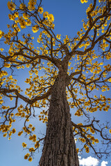 Yellow ipe tree in the city of Sao Tome das Letras, State of Minas Gerais, Brazil