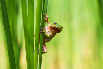 Hyla arborea - Green tree frog on a stalk. The background is green. The photo has a nice bokeh. Wild photo