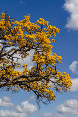 Yellow ipe tree in the city of Sao Tome das Letras, State of Minas Gerais, Brazil