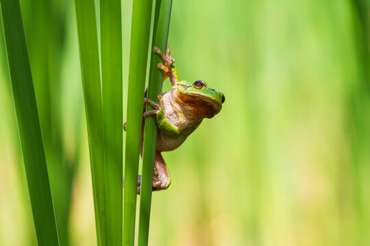 Hyla arborea - Green tree frog on a stalk. The background is green. The photo has a nice bokeh. Wild photo